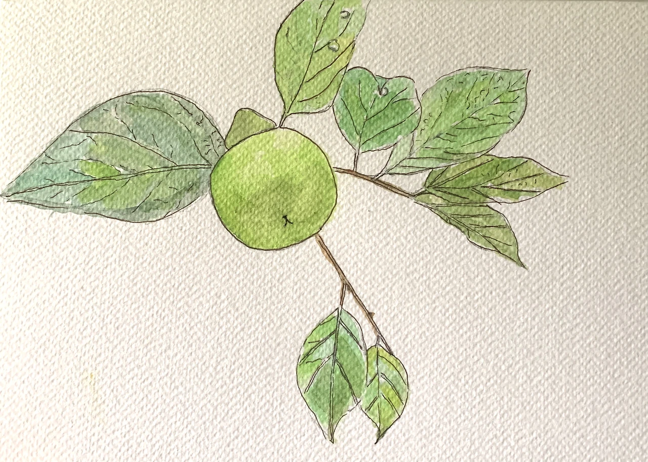 240725_감나무 그림_02.jpeg