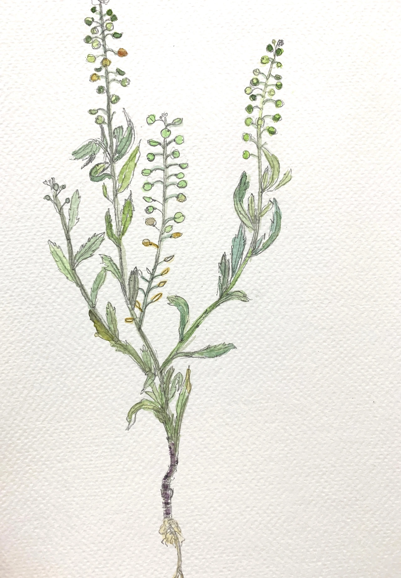 채색 콩다닥.jpeg