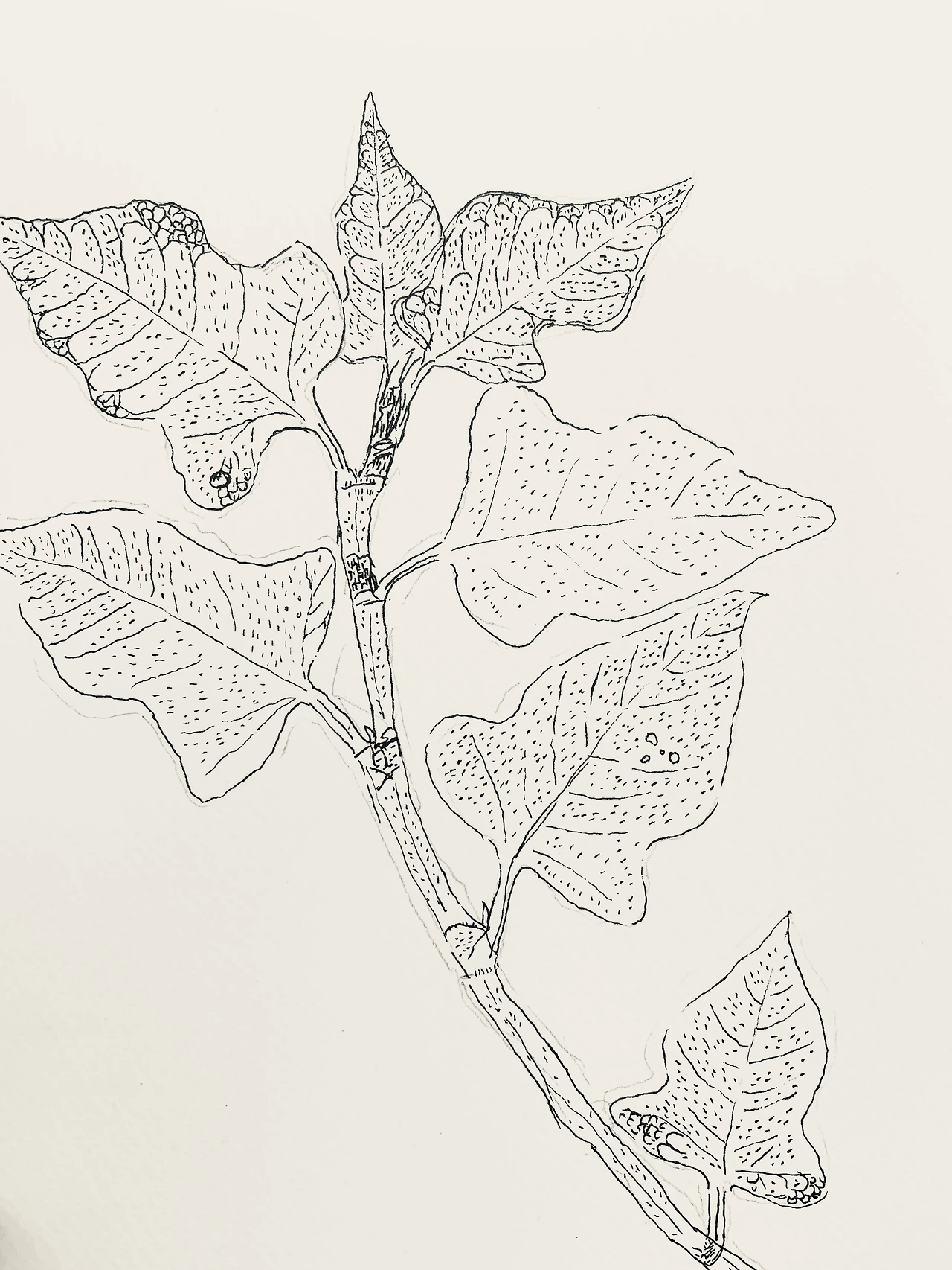 E870C790-981B-431E-8582-2529D568DA8B (1).jpeg