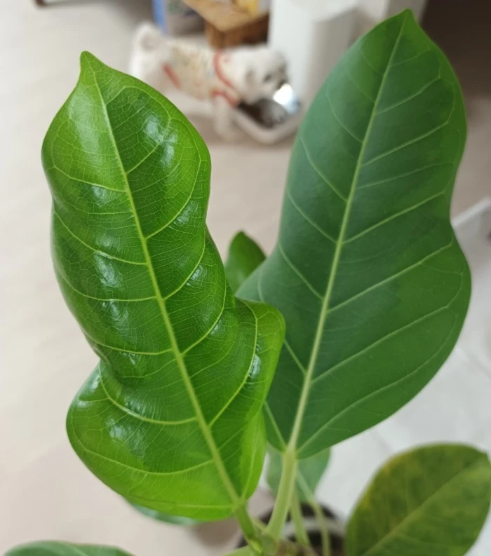 Screenshot 2023-04-08 at 07.44.23.JPG