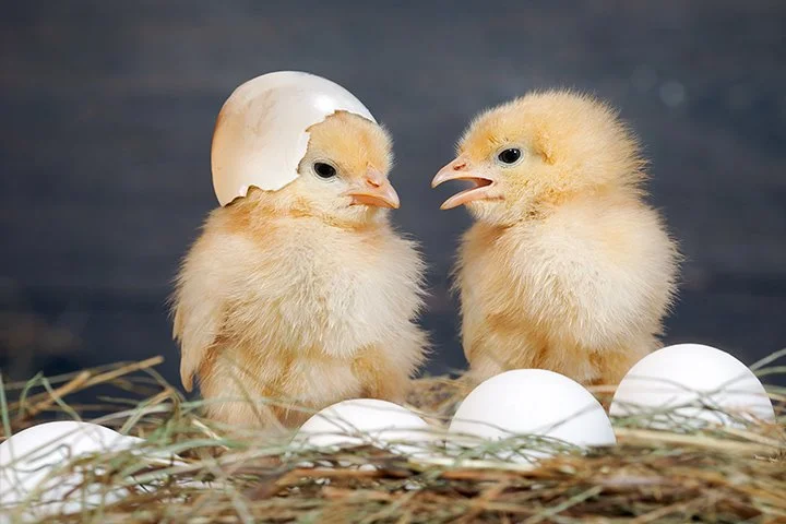 %EB%B5%B9.jpg?type=w1200