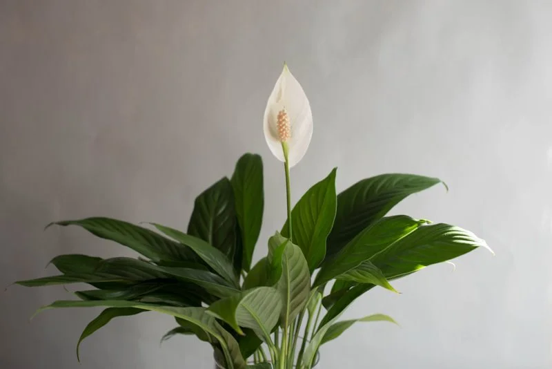 Edited-4_shop1_115717.jpg?type=w1200