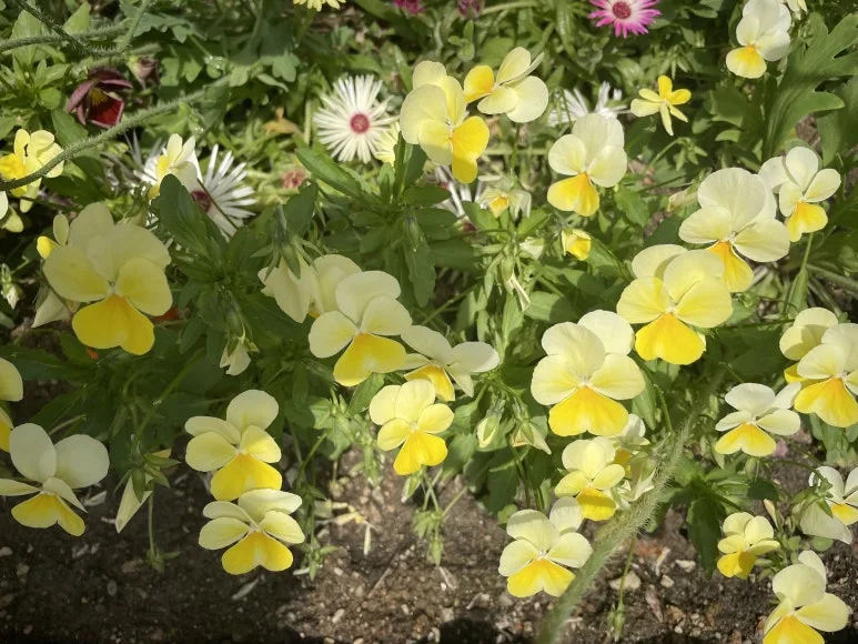 ABDDA6DA-CBB2-4189-BE81-3FB5B4D9CAF9_1_201_a.jpg?type=w773