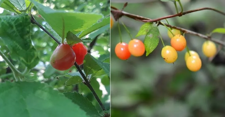 앵두와 이스라지.JPG