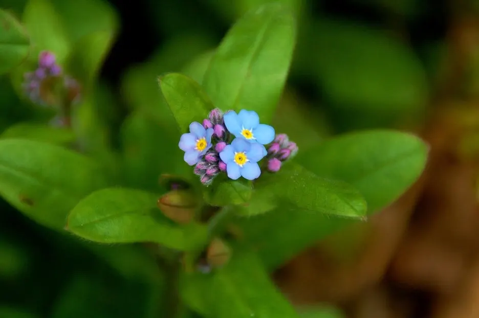 %EC%98%81%ED%98%BC%EC%9D%84_%ED%91%9C%ED%98%84%ED%95%9C_%EA%BD%83.jpg?type=w1