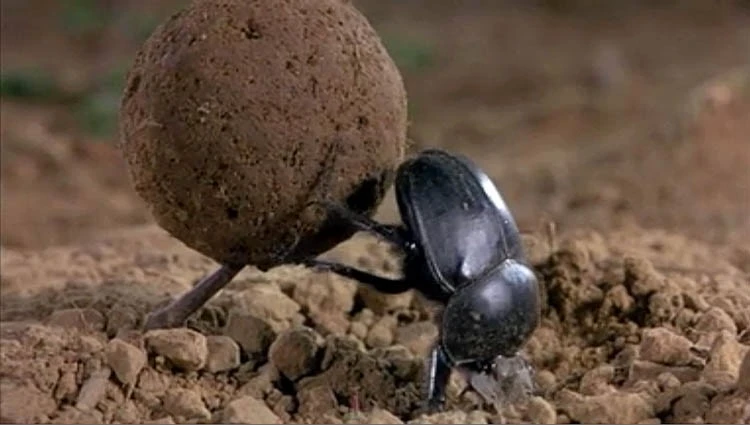 11_microcosmos%2C_beetle_with_dung_ball.jpg?type=w1600