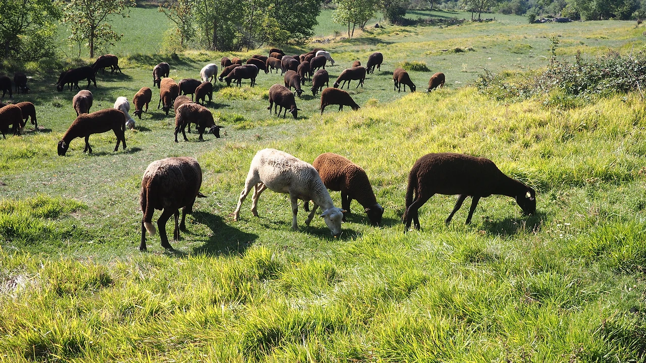 블레이의 검은 양.JPG