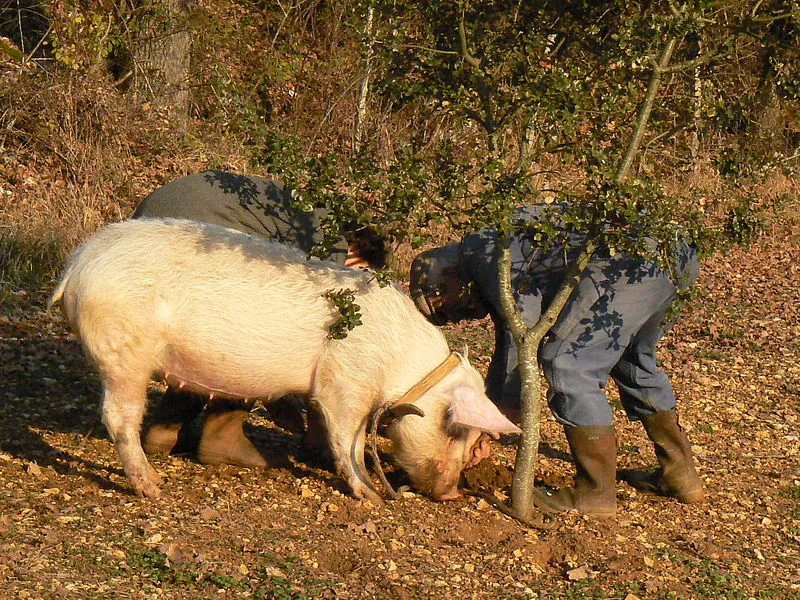 800px-Cochon_truffier.JPG