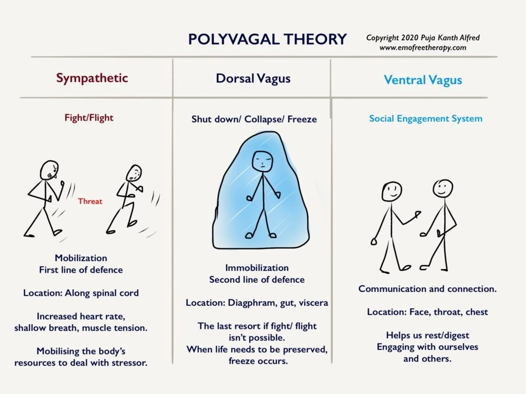 Polyvagal theory.jpeg