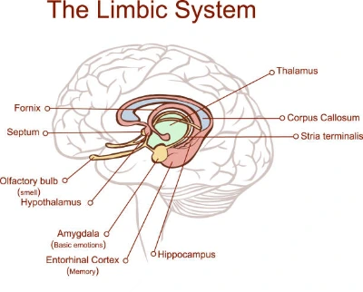 limbic_system.jpg?type=w1