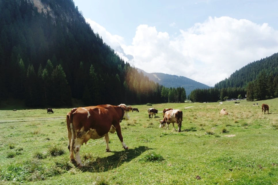 image_6050080961522466926704.jpg?type=w966