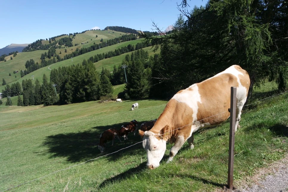 09071974.JPG?type=w966