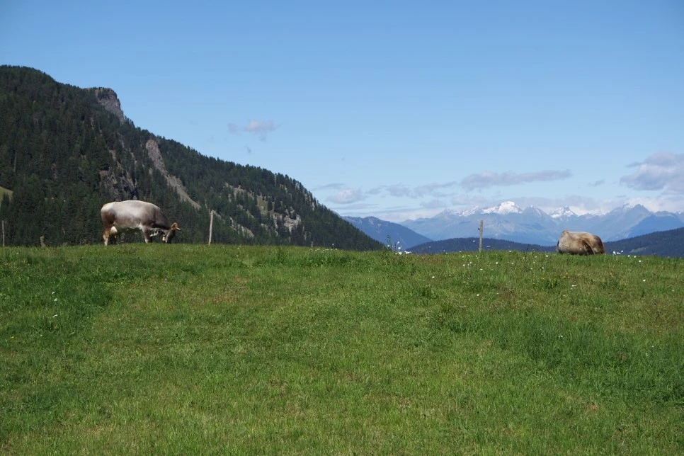 09071967.JPG?type=w966