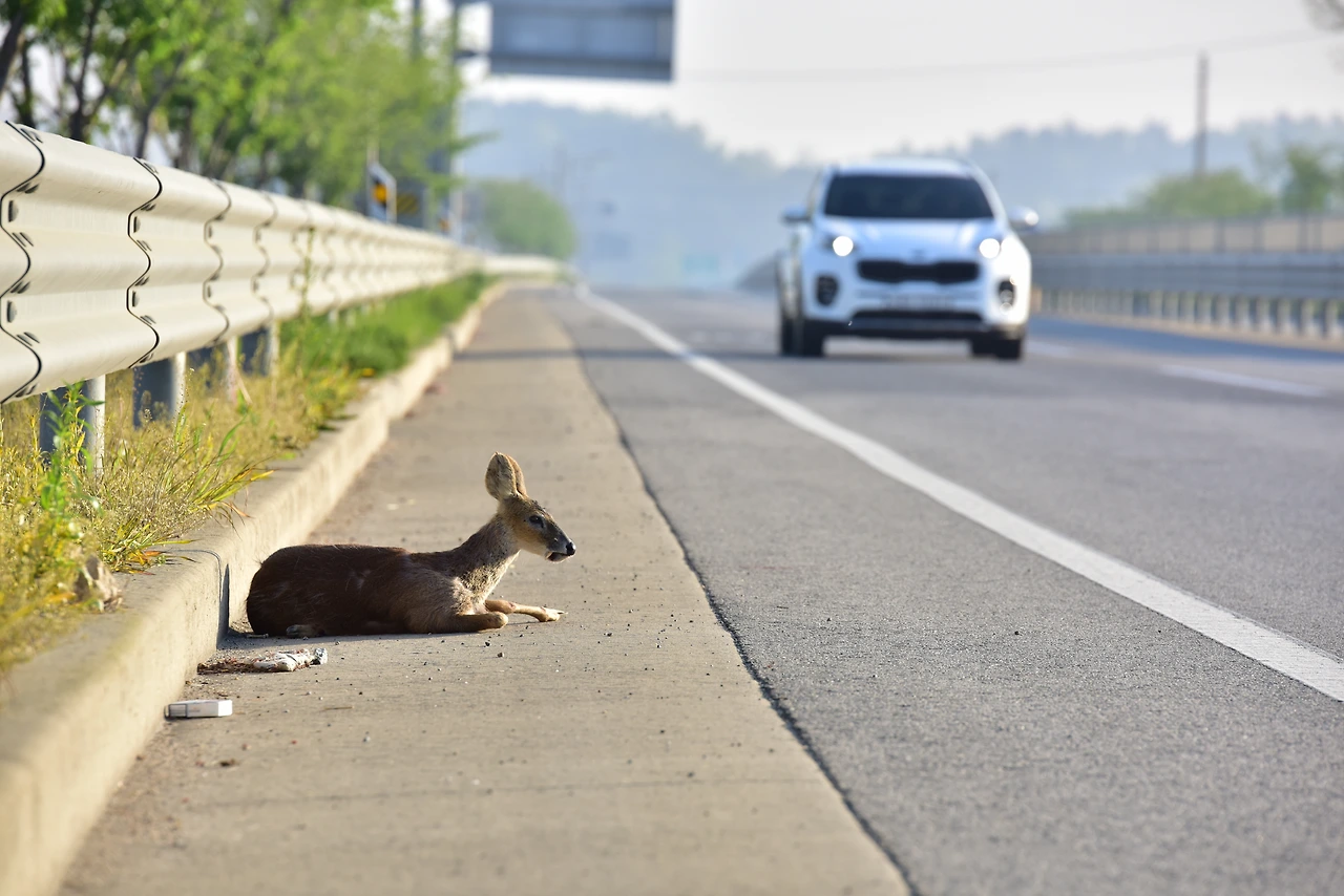 크기변환_조난 야생동물.JPG
