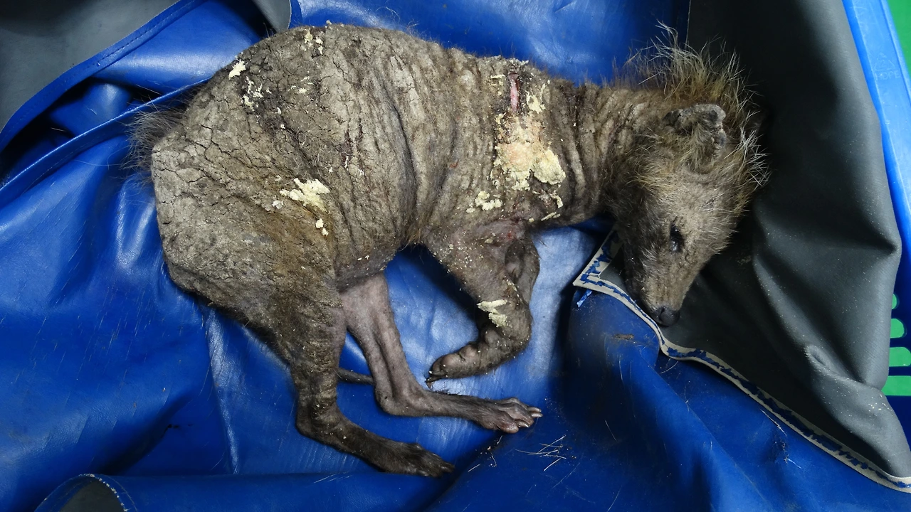 개선충에 감염된 모습 (4).JPG