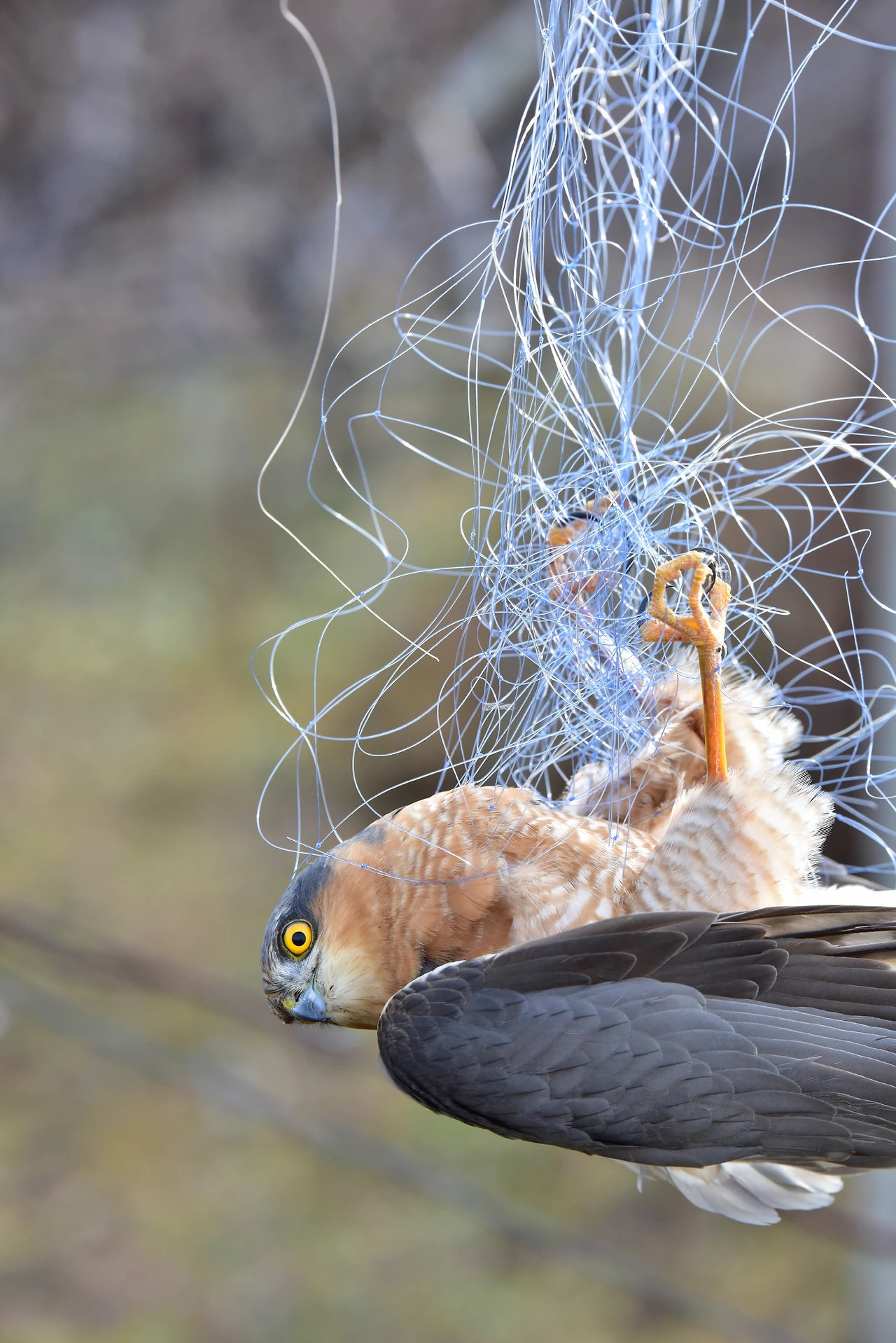 밭그물에 걸린 새매 (2).JPG