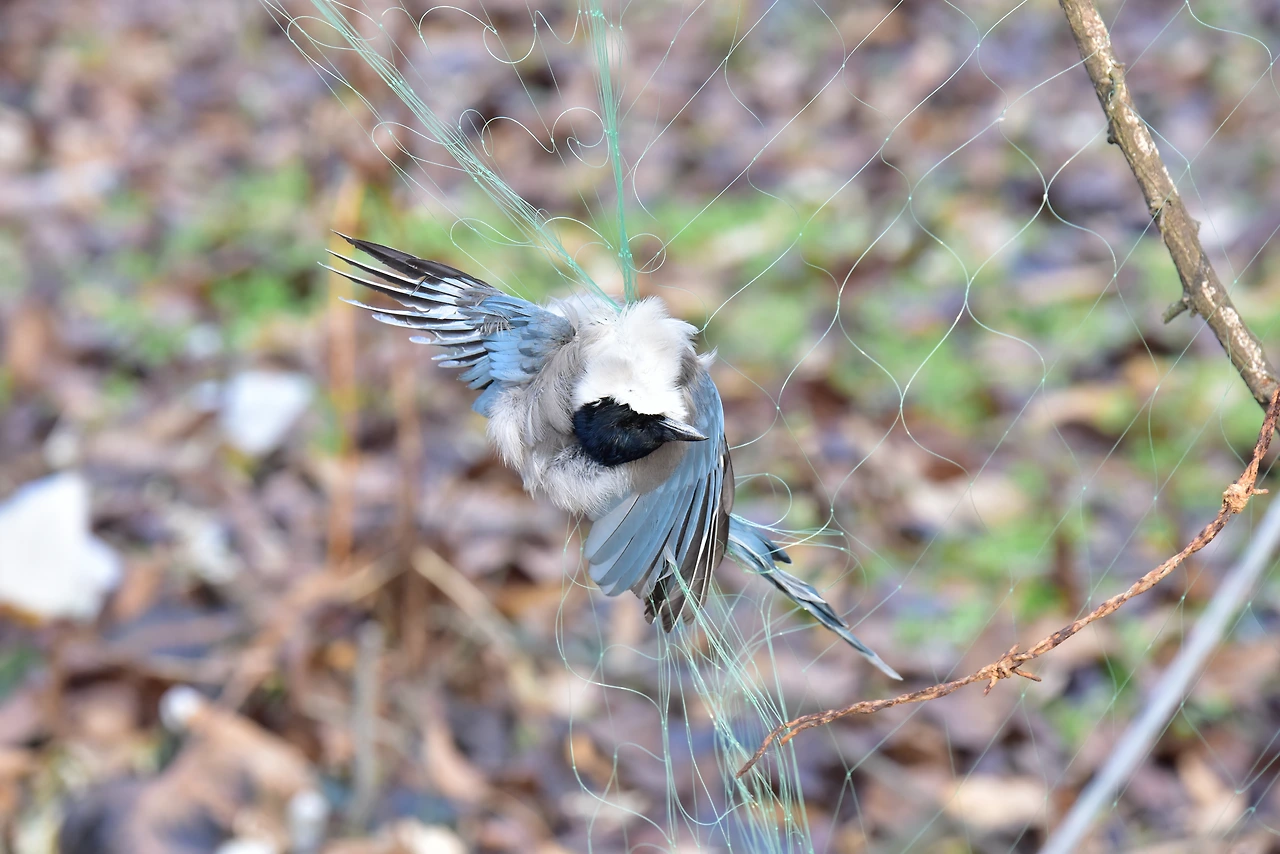 밭그물에 걸린 물까치.JPG