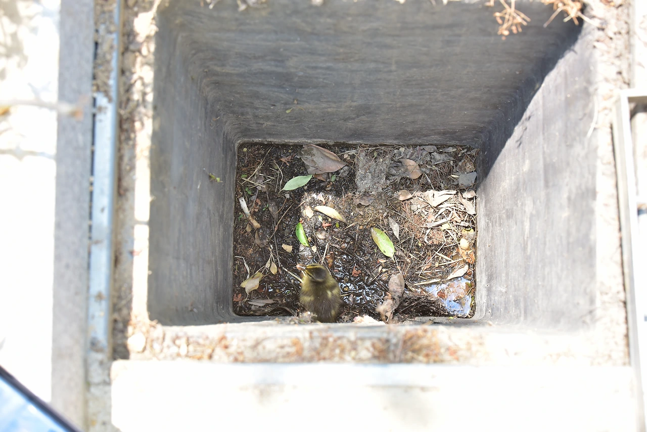 _집수정 내 고립 새끼 흰뺨검둥오리 (4).JPG