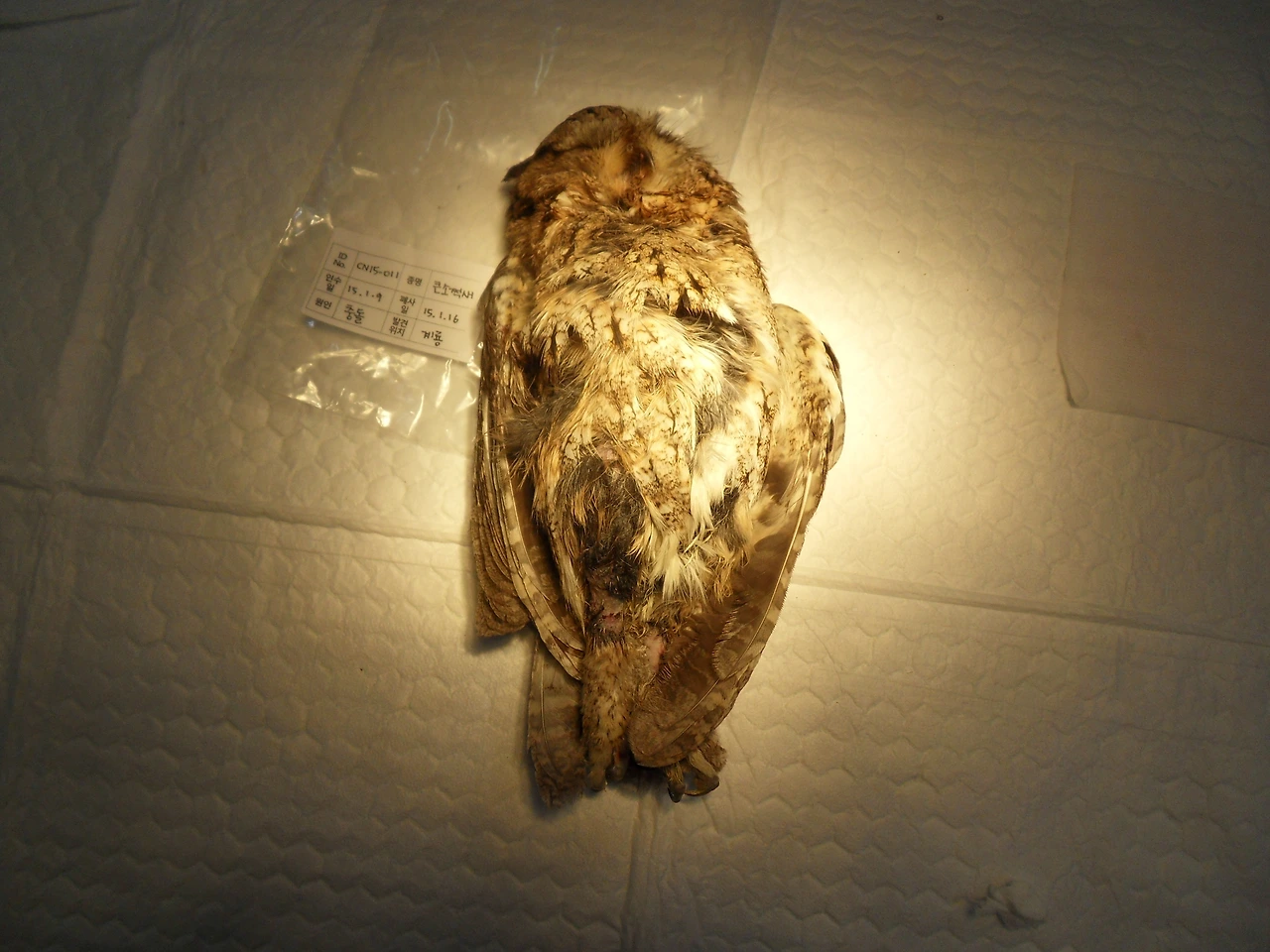 안락사 직후의 모습 (큰소쩍새).JPG