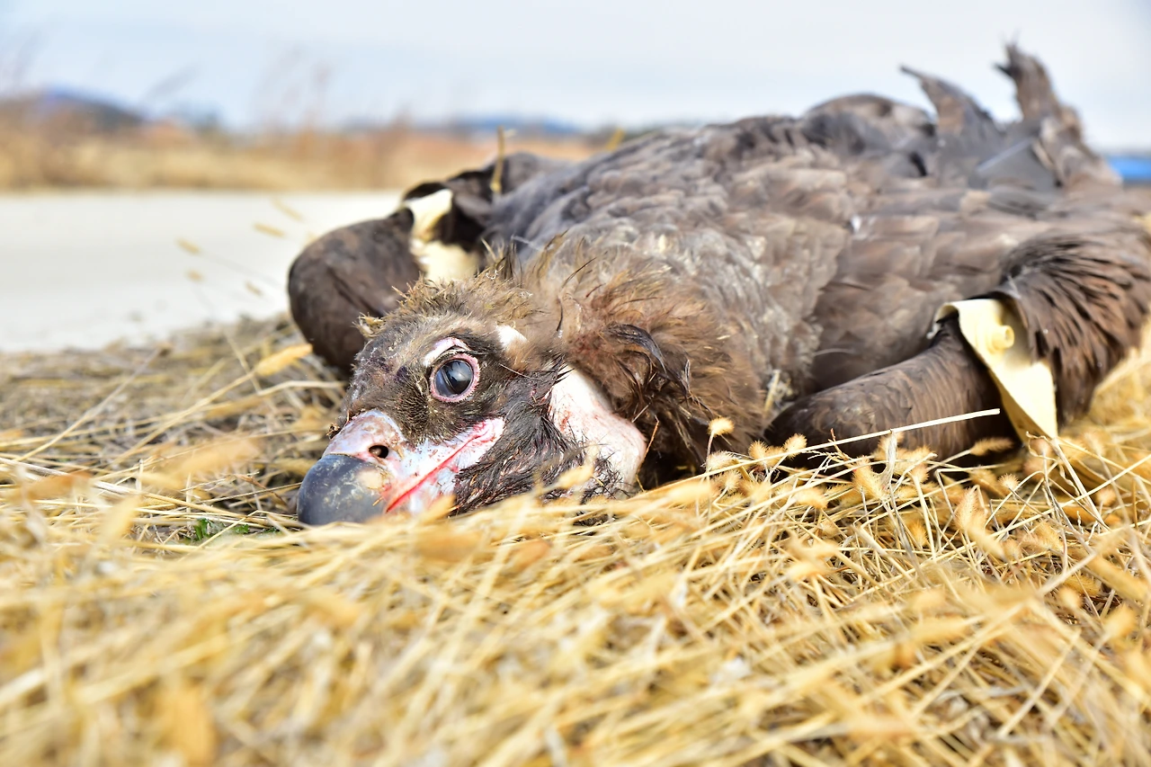 크기변환_중독(독수리) (1).JPG