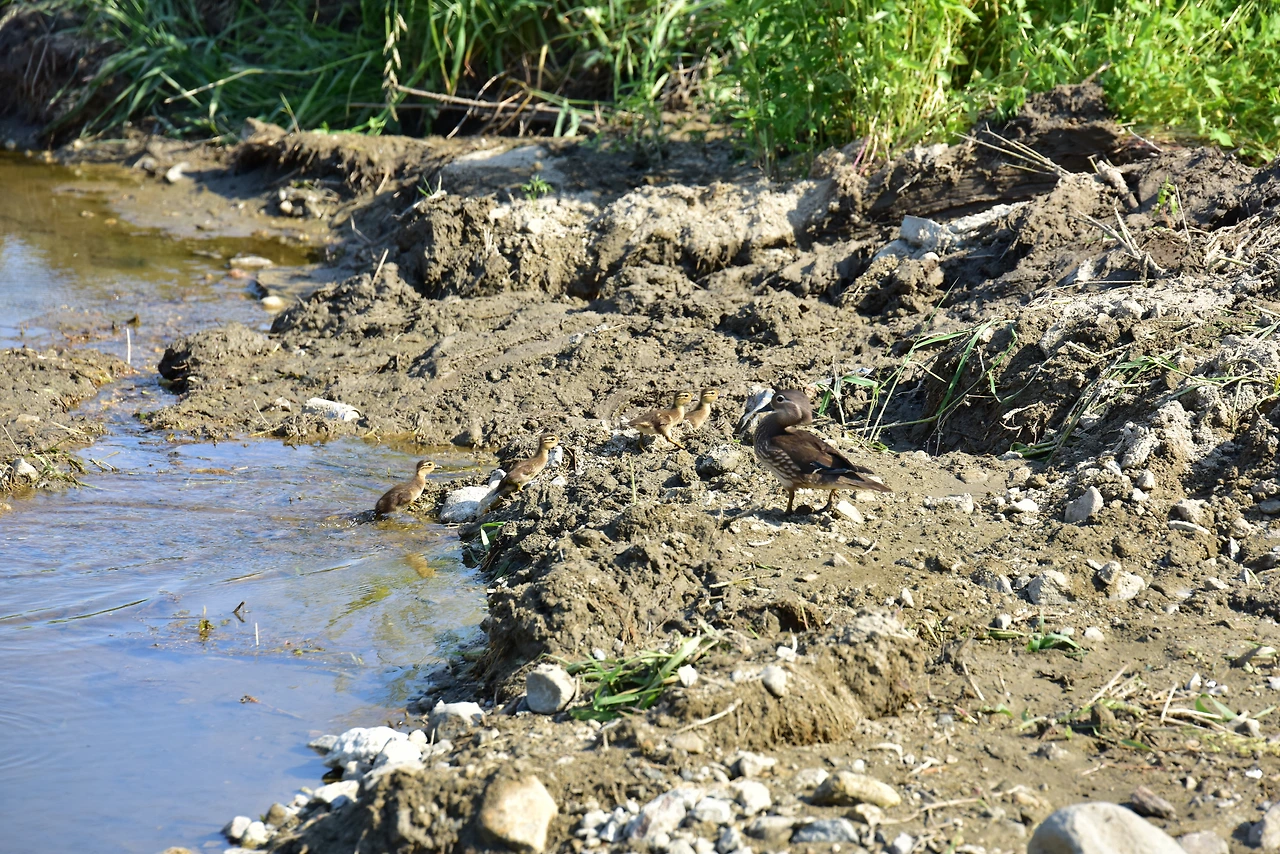 _위험을 벗어나 강가로 향하는 원앙 가족.JPG