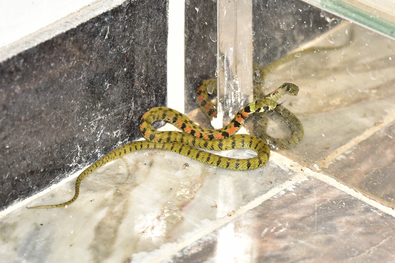 인가침입 유혈목이.JPG