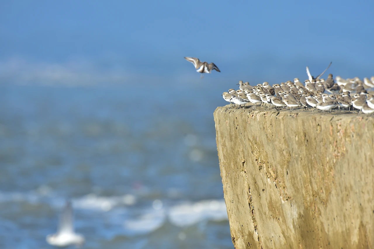 벼랑 끝 넓적부리도요.JPG