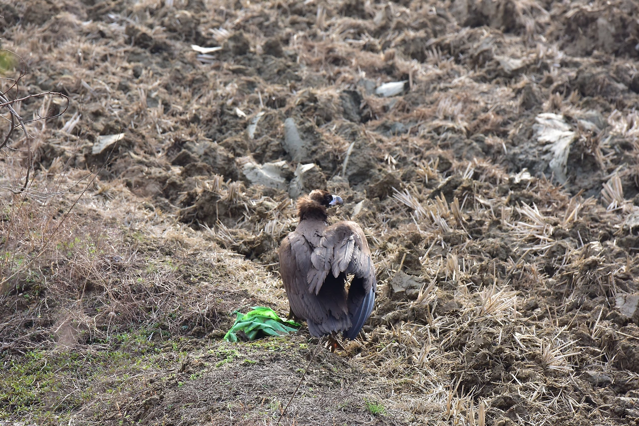전깃줄 충돌 개체.JPG