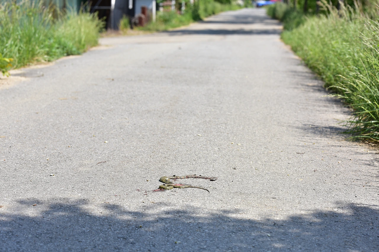 차량충돌 유혈목이.JPG