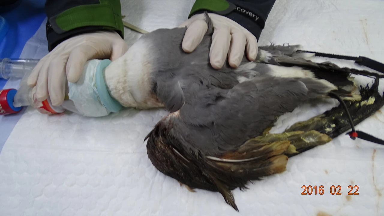 날개의 뼈와 신경이 손상된 괭이갈매기 (2).JPG