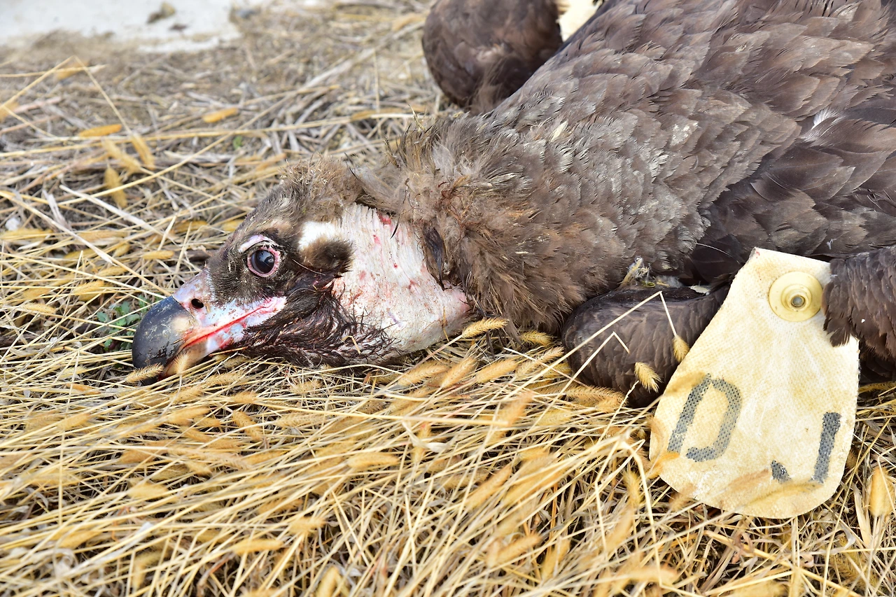 폐사한 개체.JPG