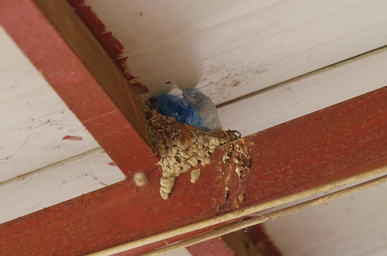 제비 집짓기를 방해하기 위해 이물질을 놓은 모습.JPG