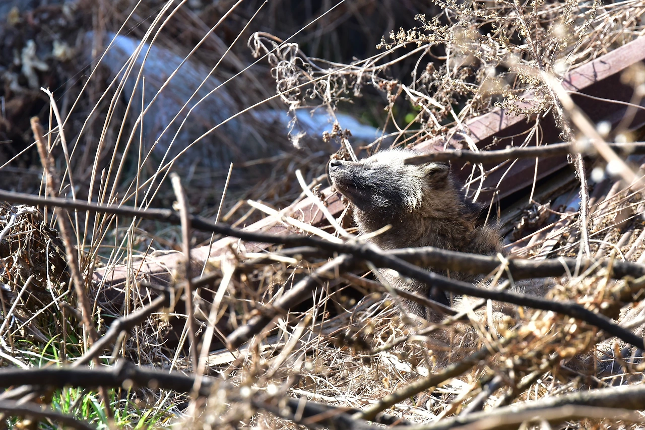 개선충 감염으로 인한 인간 의존도 증가 (4).JPG
