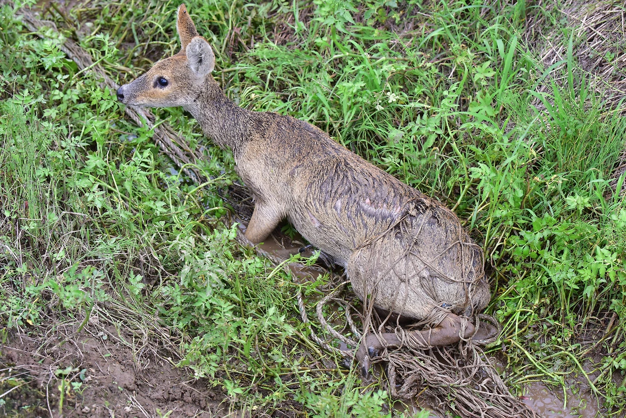 밭그물에 걸리 고라니.JPG