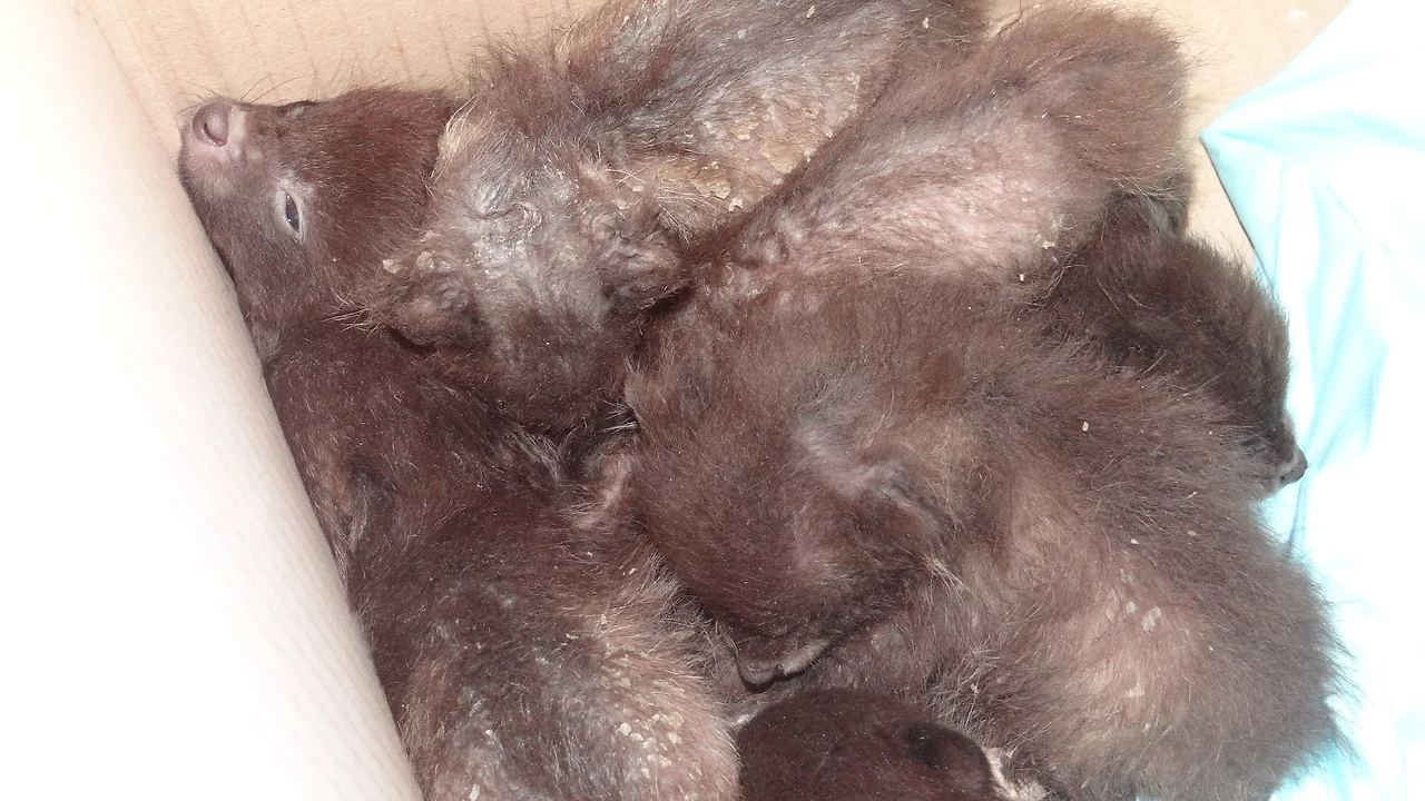 가족군 단체 감염 모습 (2).JPG