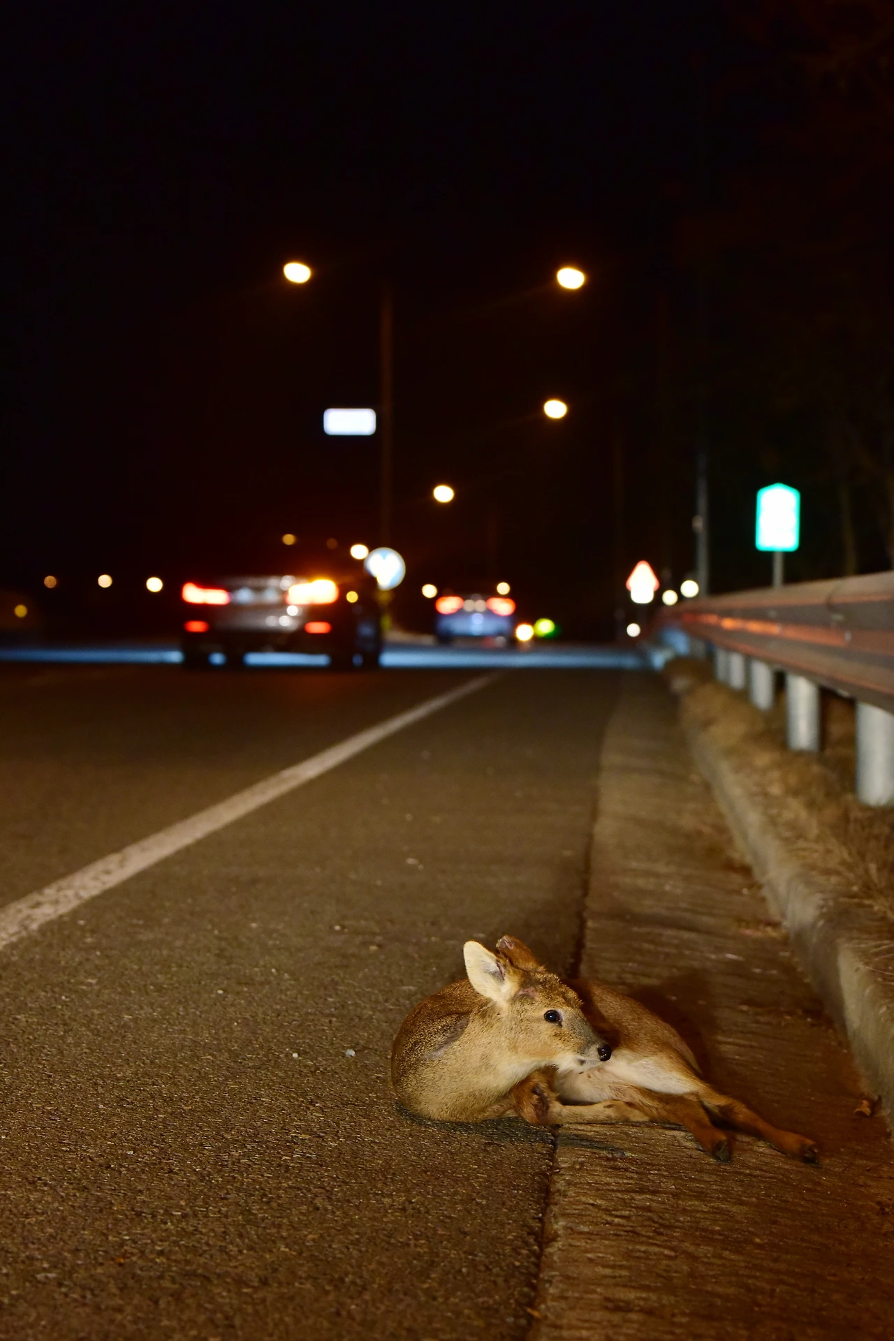 차량과 충돌한 고라니.JPG