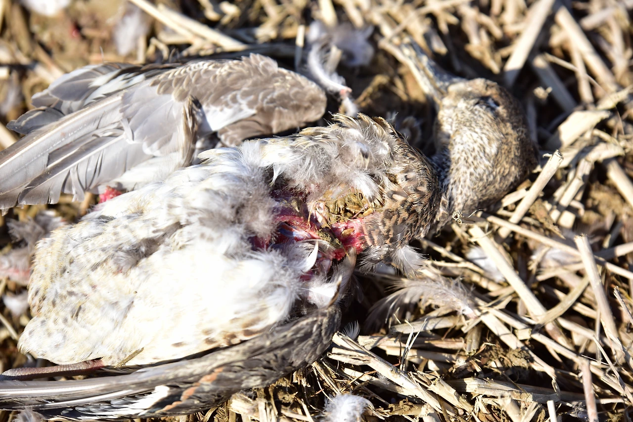 농약이 묻은 볍씨를 먹어 폐사한 가창오리.JPG