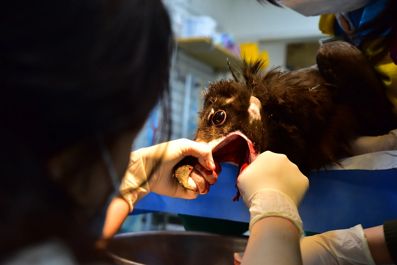 소낭 내 먹이(오염원) 제거.JPG