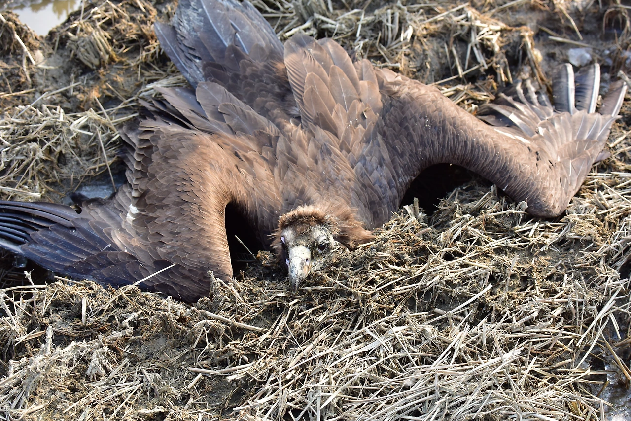 농약중독에 걸린 독수리.JPG