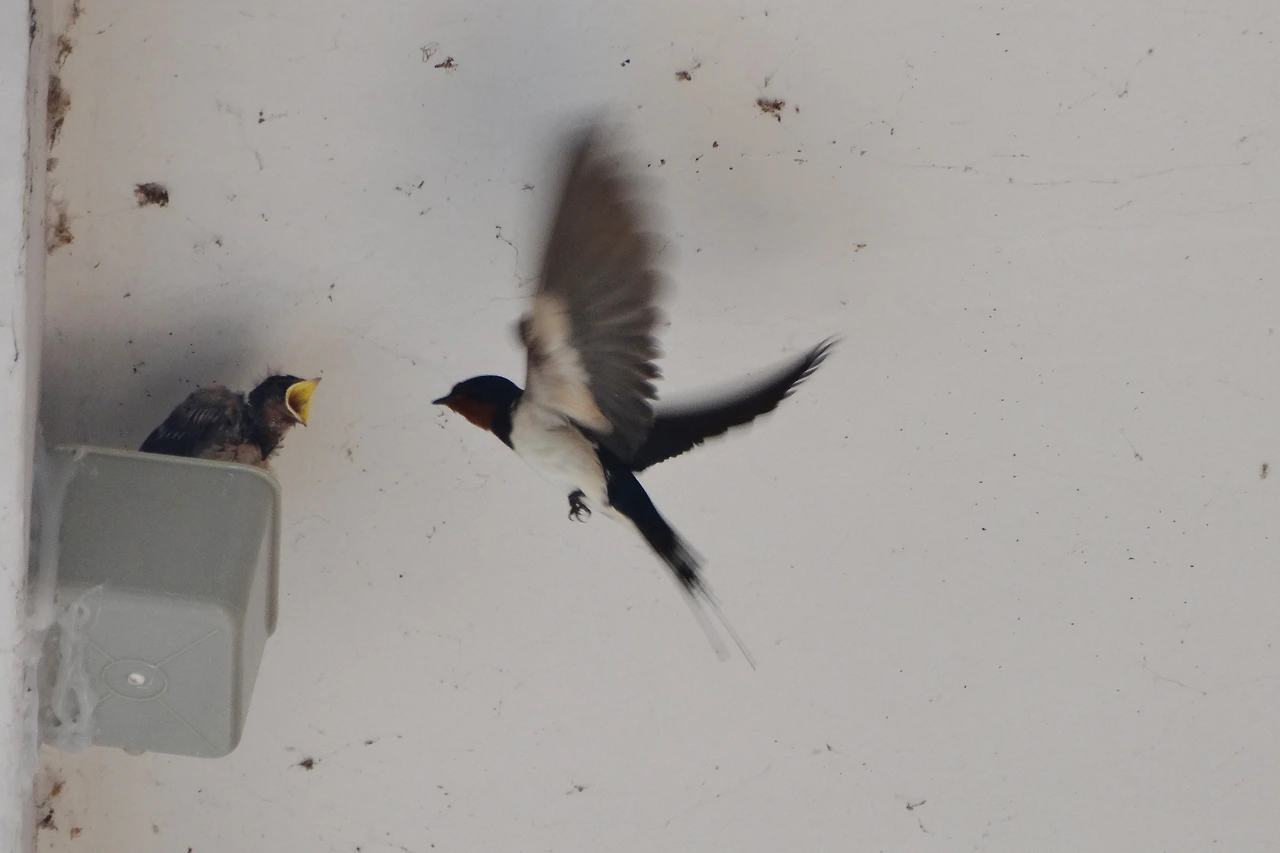 플라스틱 용기를 이용해 떨어진 둥지를 대체해주는 모습 (3).JPG