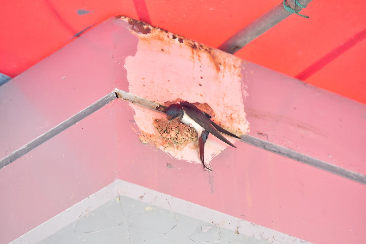 둥지짓는 제비 (1).JPG