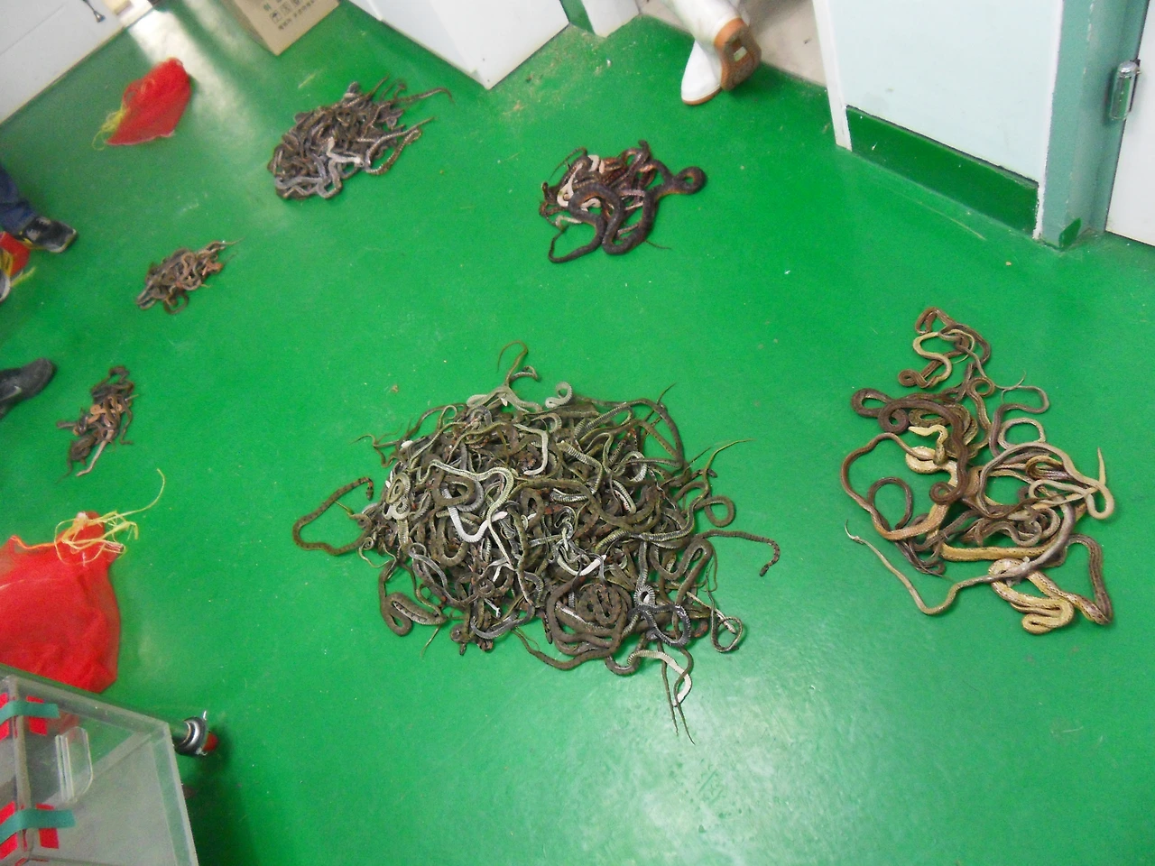 포획된 뱀들 (3).JPG