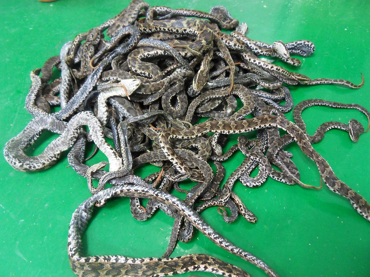 포획된 뱀들 (2).JPG