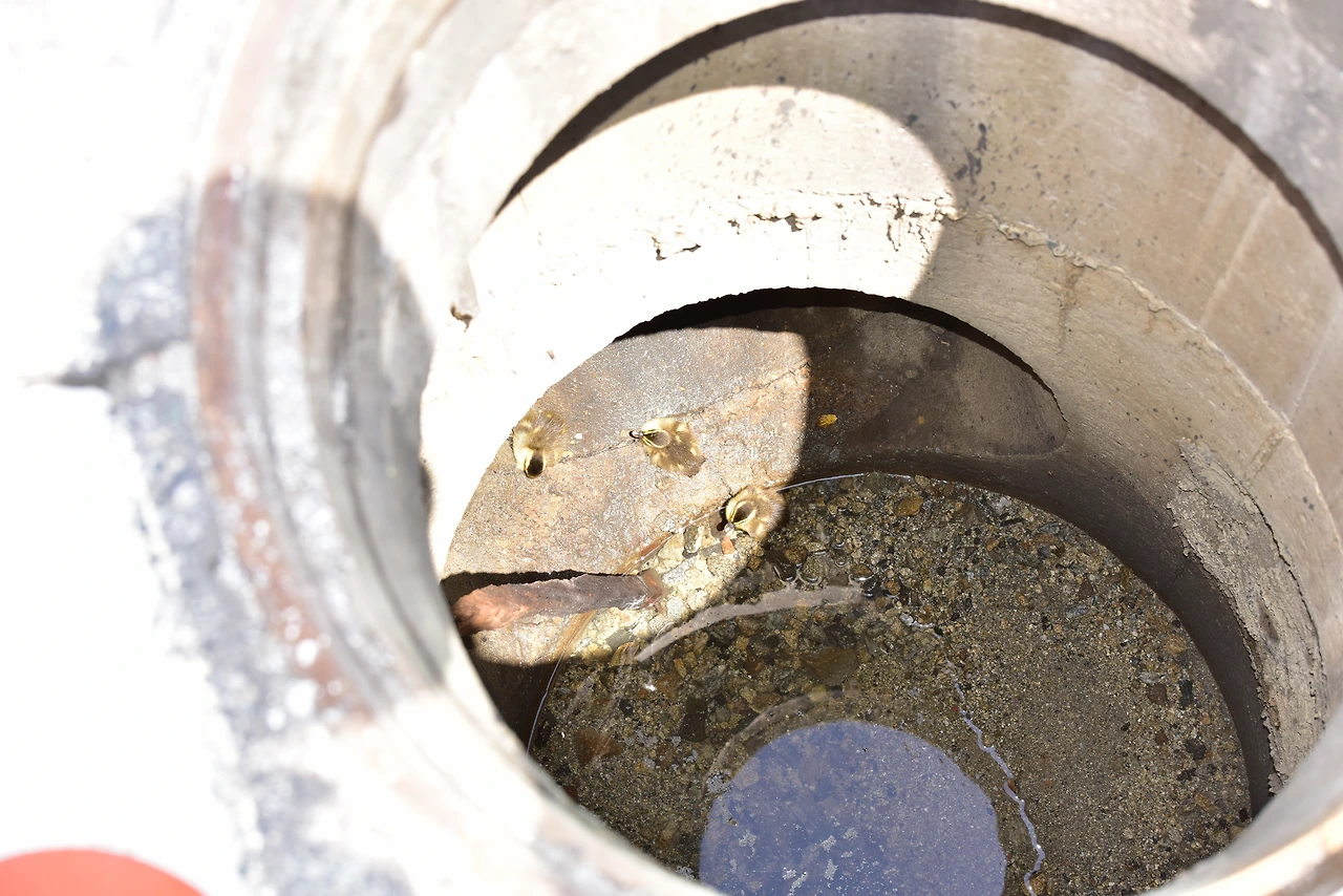 _집수정 내 고립 새끼 흰뺨검둥오리 (3).JPG