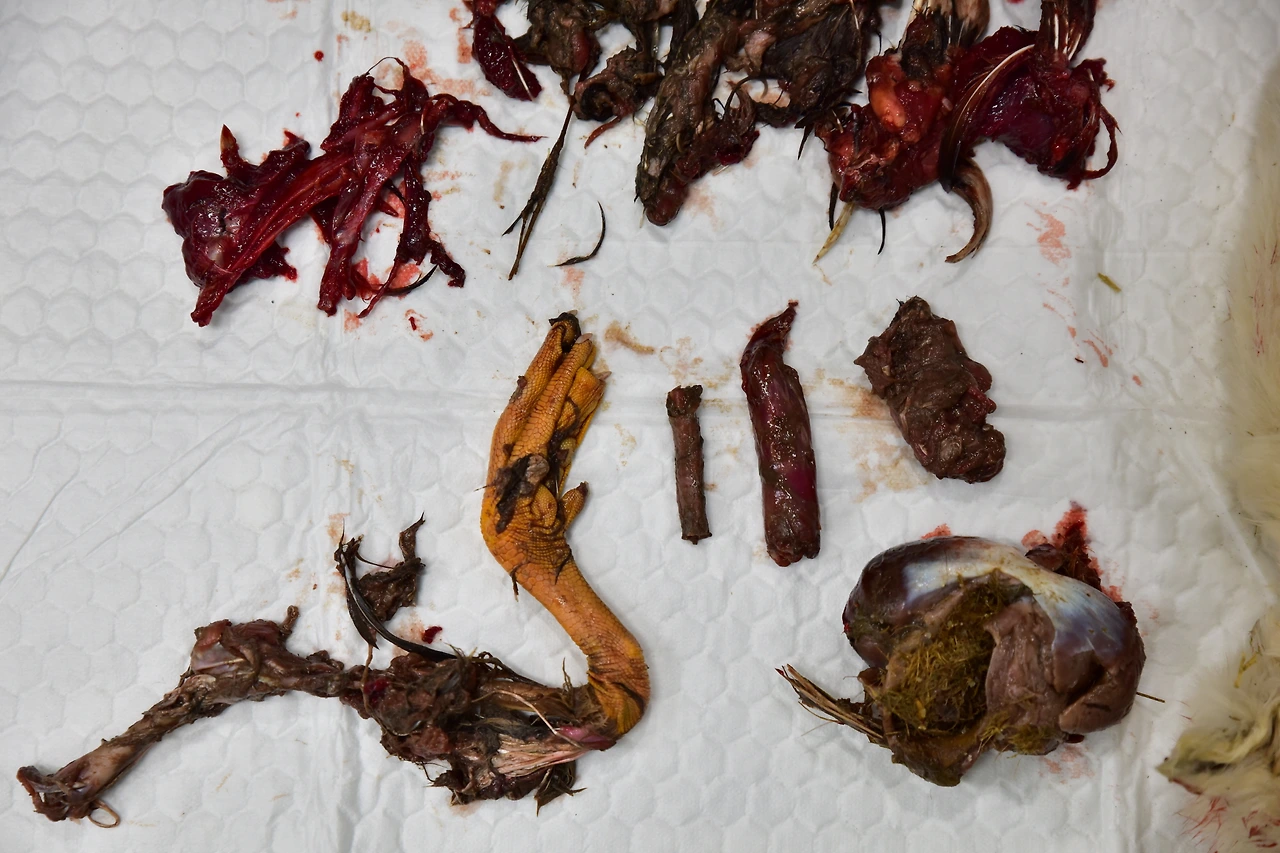 소낭에서 제거한 오염원(기러기류).JPG