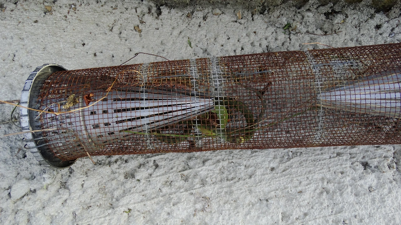 뱀 덫.JPG