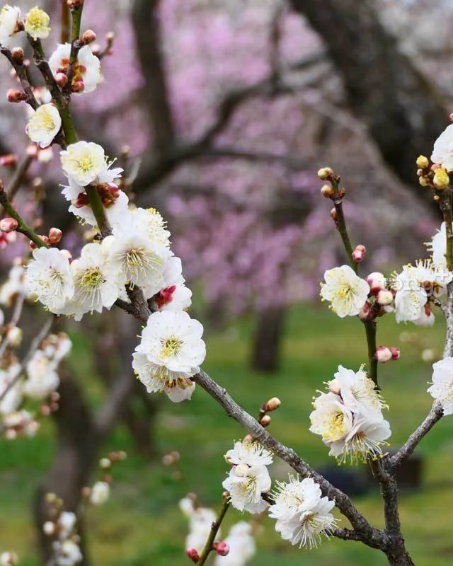 2019012380083_8.jpg?type=w1200