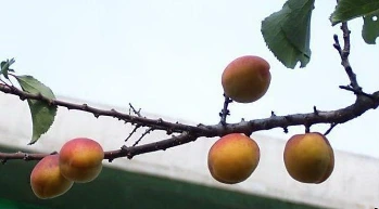 k-20100814-766627_hari1224.jpg?type=w773