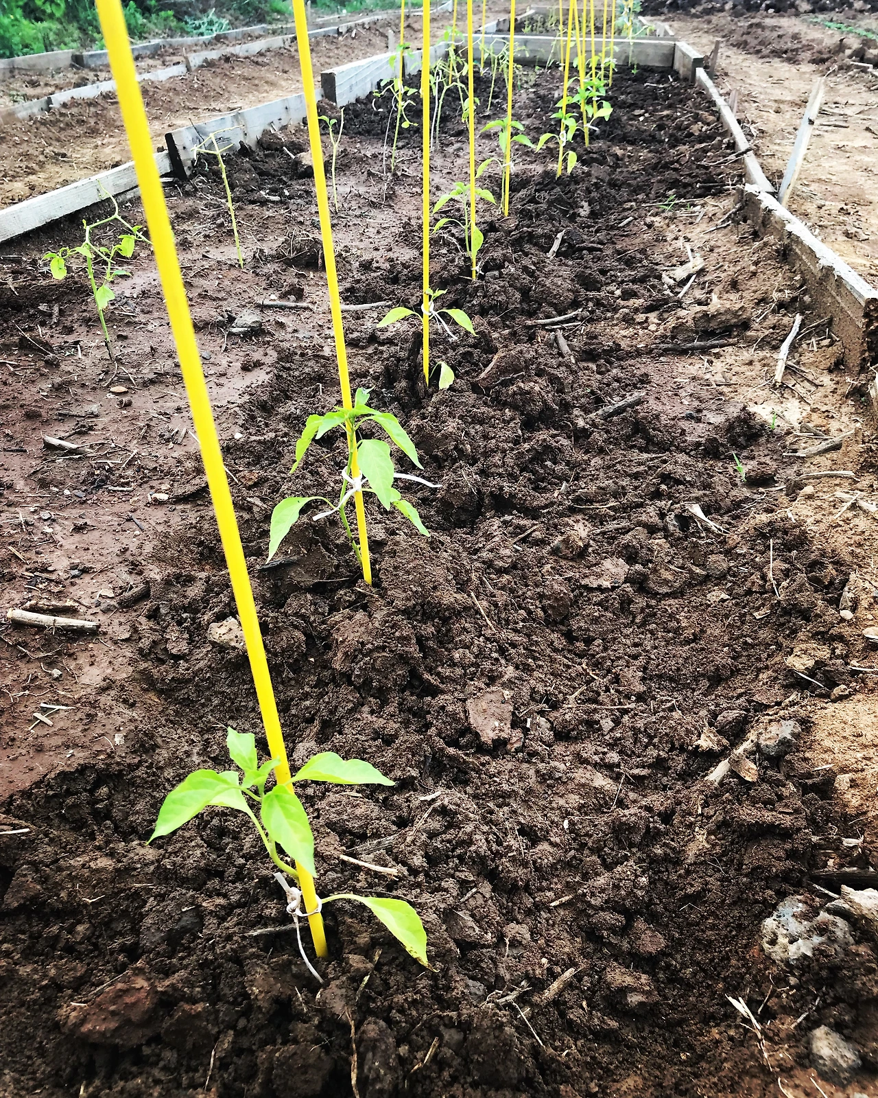 고추모종에 북주기를 하며 잡초를 제거했다.JPG