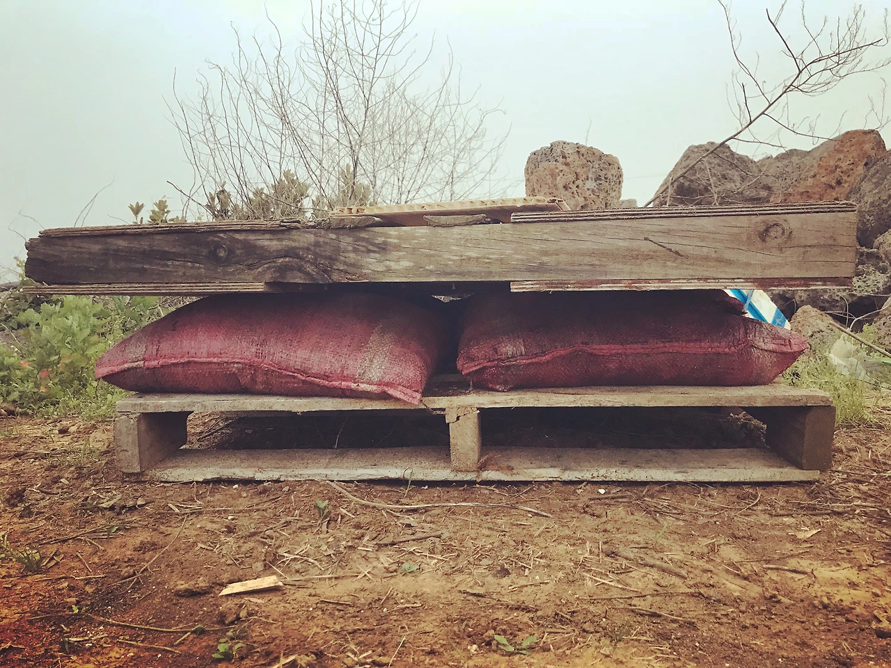 음식물재활용 퇴비를 요긴하게 쓰고 있다.JPG